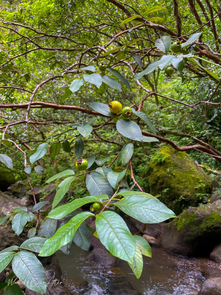 Wild Guavas found at Makaleha Falls, Kauai